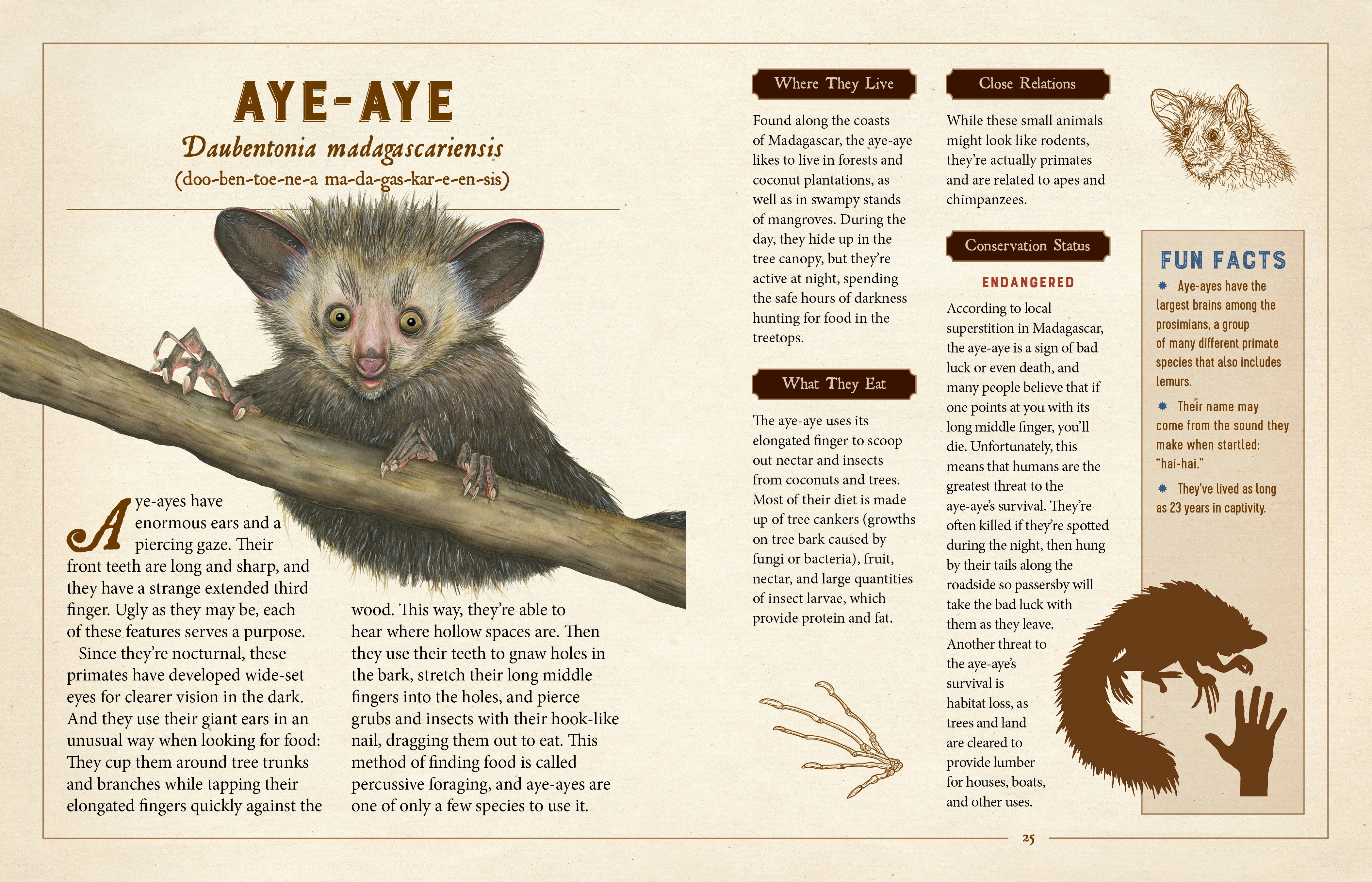 Une Collection Curieuse de Créatures Particulières - Une Encyclopédie Illustrée