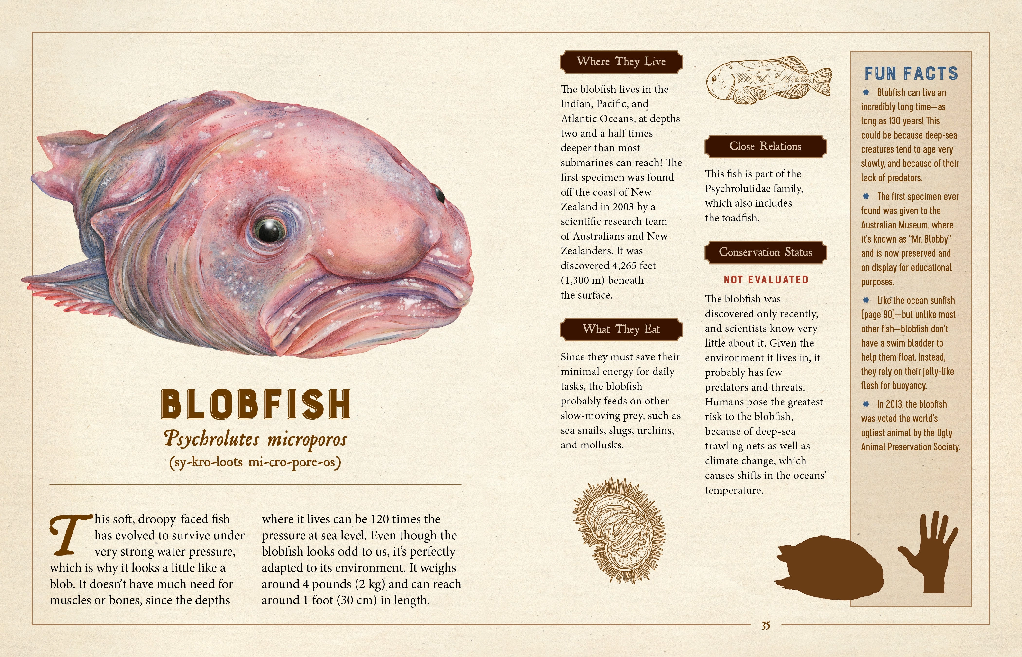 Une Collection Curieuse de Créatures Particulières - Une Encyclopédie Illustrée