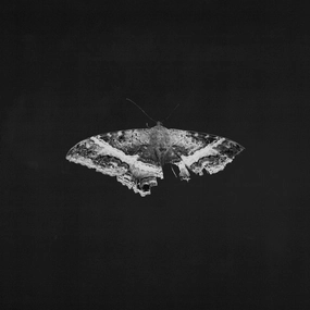 Kendrick LAMAR - To Pimp A Butterfly (10Th Anniversary Edition) (Arrives in 21 Days)
