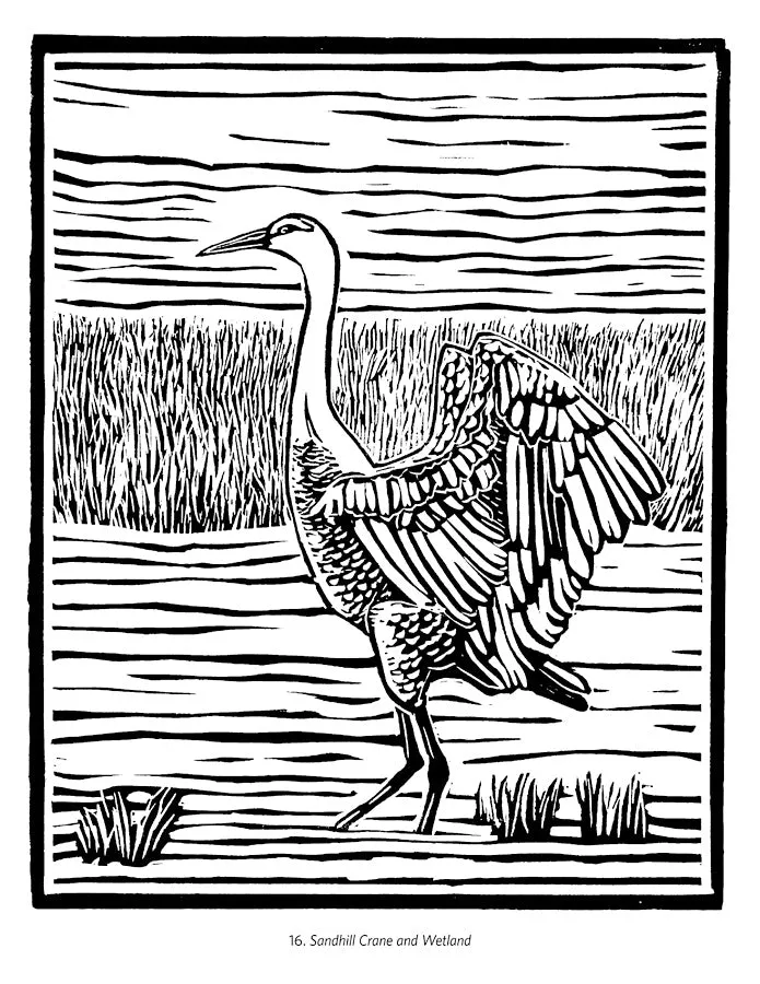Molly Hashimoto Livre de Coloriage Oiseaux & Autres Animaux Sauvages