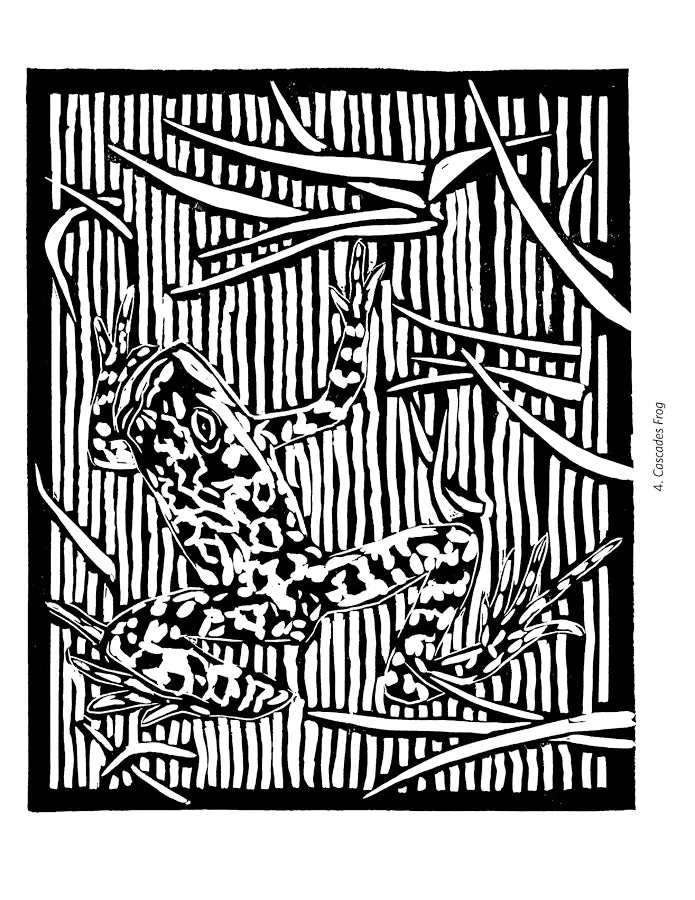 Molly Hashimoto Livre de Coloriage Oiseaux & Autres Animaux Sauvages